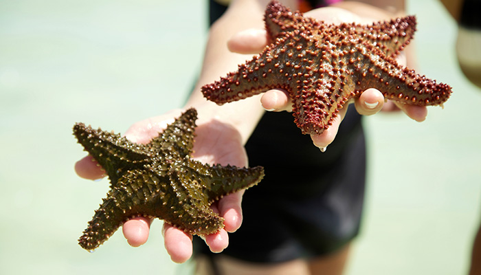 coral curiosity
